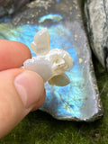Medium Mother of Pearl Bee Pendant