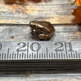 Bronze Poison Dart Frog